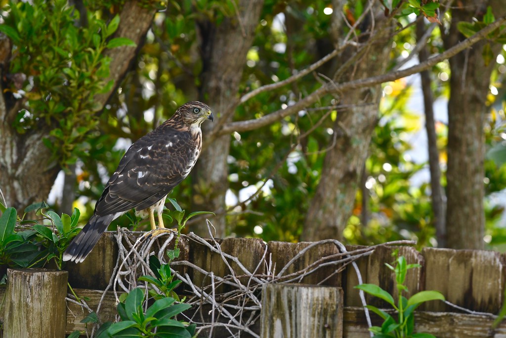 Cooper's Hawk One of two Cooper's Hawks that are visiting … Flickr