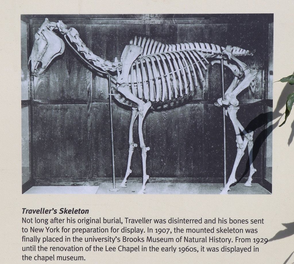 Skeleton of Traveller (Robert E. Lee's Horse) Seen on a hi… Flickr