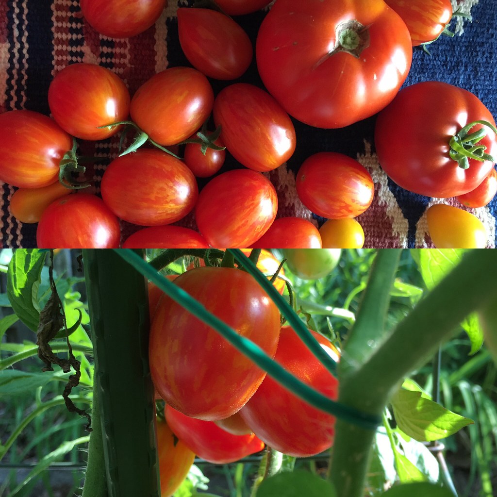 Jersey tomatoes July backyard bounty in THe Garden State Ken Ronkowitz Flickr
