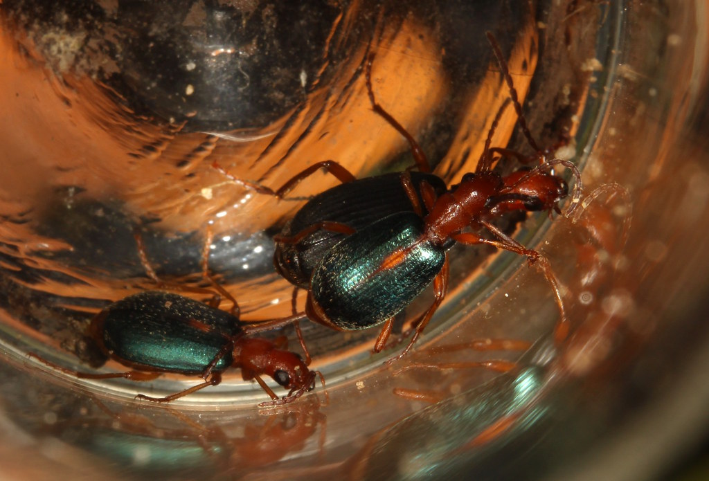 Streaked Bombardier Beetle (Brachinus sclopeta) East Lon… Flickr