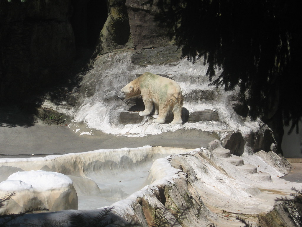 Polar Bear, Bronx Zoo Polar Bear Bronx Zoo Bronx Park, Bro… Flickr