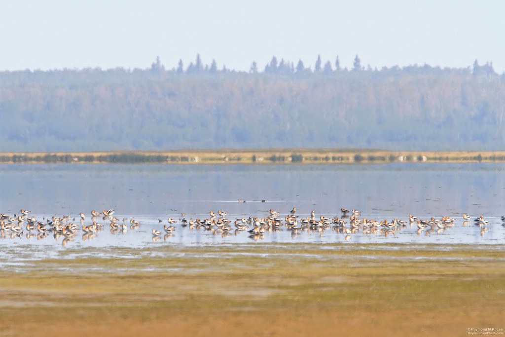 South Cooking Lake Birdscape South Cooking Lake, AB, Canad… Flickr