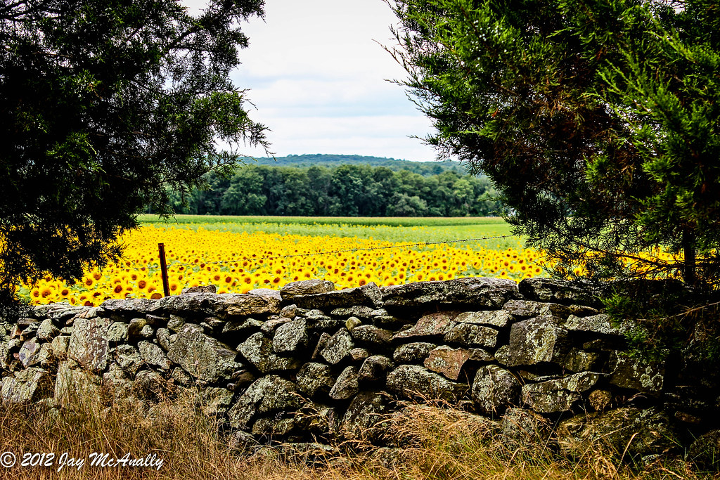 Sunflowers over the Wall Buttonwood Farm, Preston CT Flickr