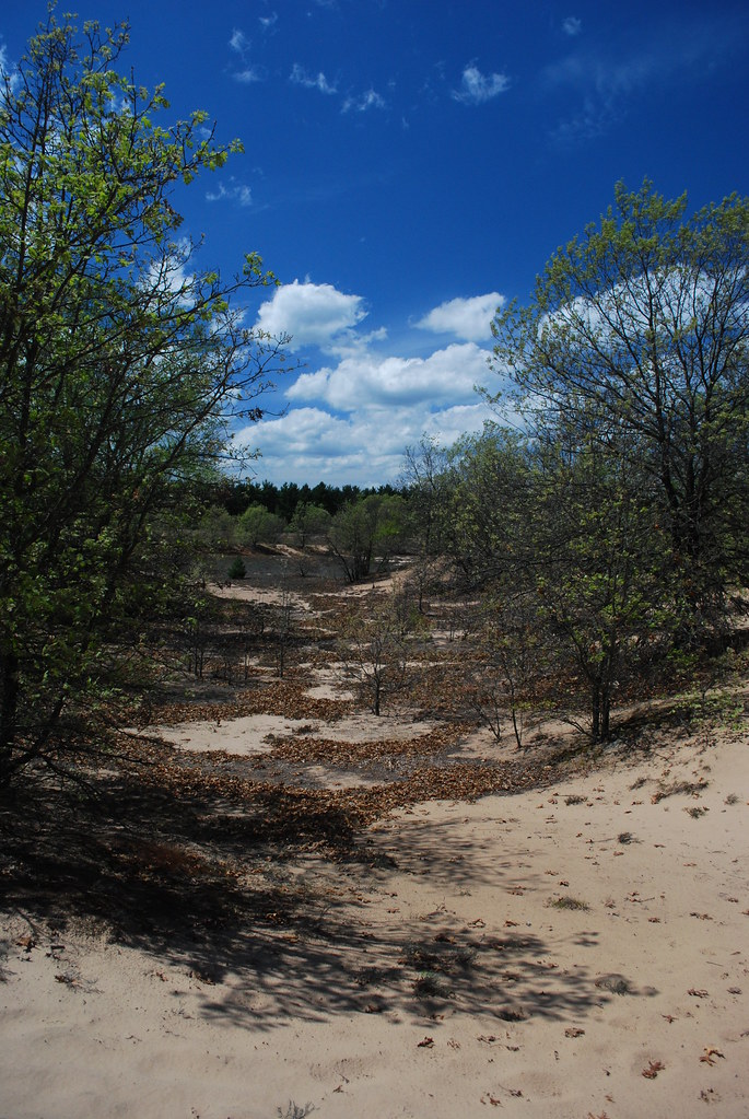 Sand Barrens Blue River Sand Barrens Wisconsin State Natur… Flickr