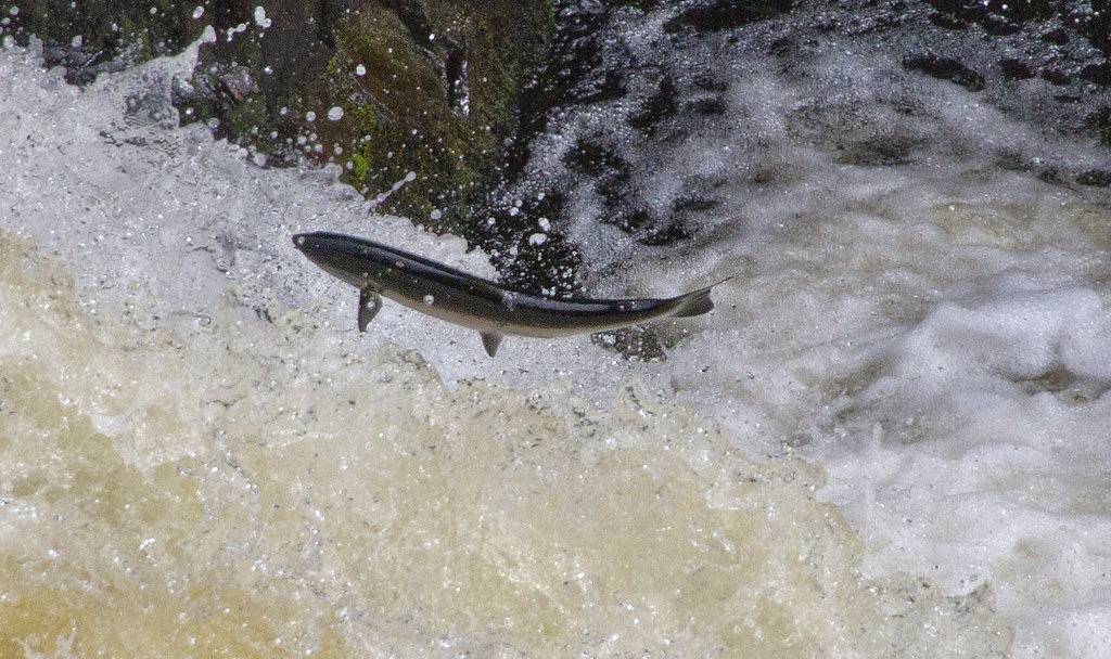 Salmon Jumping Falls of Shin in Scottish Highlands on way … Flickr