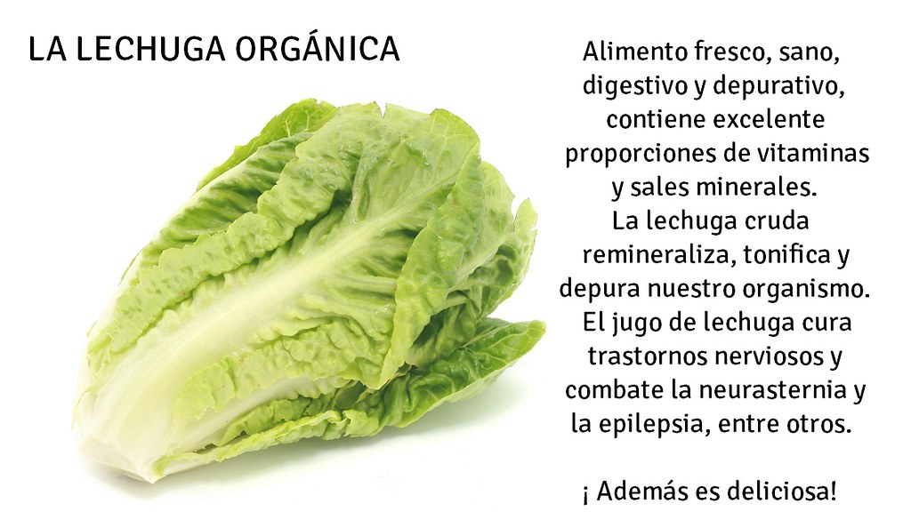 Beneficios de la Lechuga Orgánica Presentado Por Frutas y… Flickr