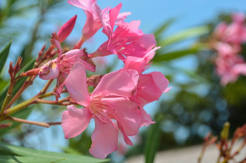 Mt. Vernon Garden flower m01229 Flickr