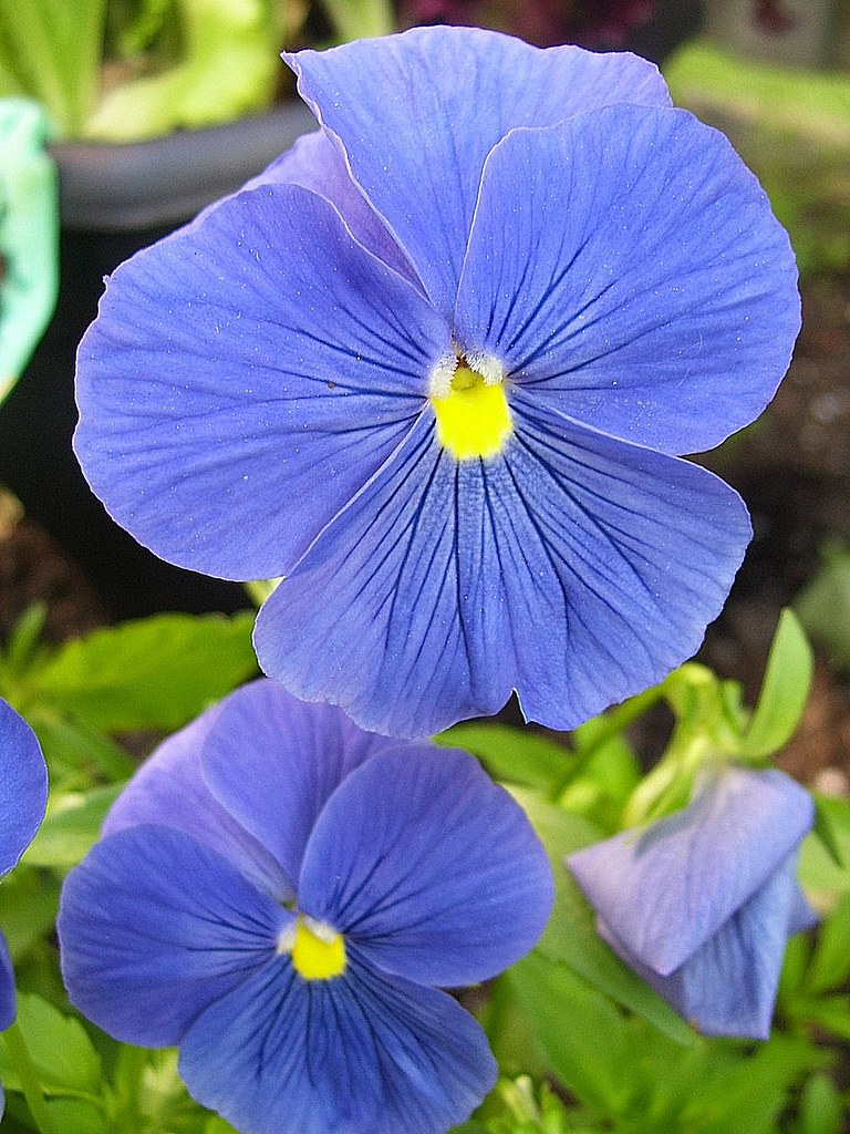 Icicle Pansies 1 Afia Razi Flickr