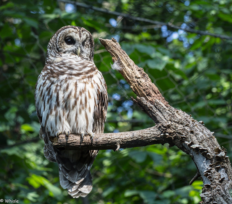 Maymont Park 832012 Flickr