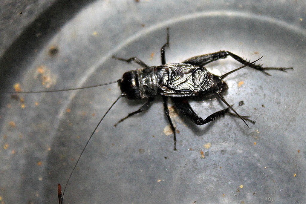 Male Cricket In Jar A male cricket placed in a jar; will b… Flickr