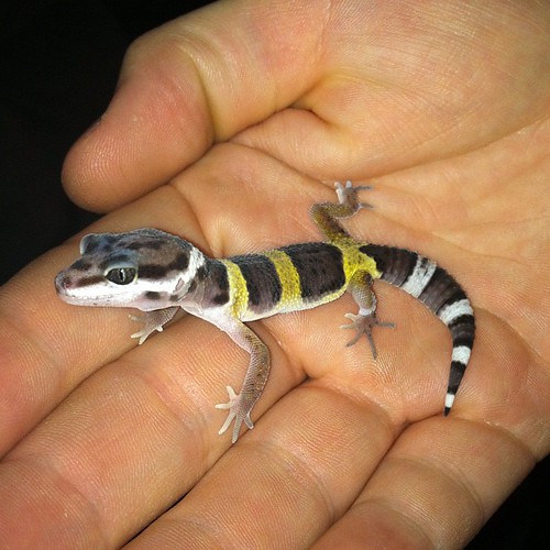 My cousin's leopard gecko. He is fancy looking but doesn't… Flickr
