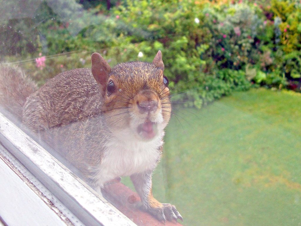 Squirrel on the Windowledge John ( Cardwellpix ) Flickr