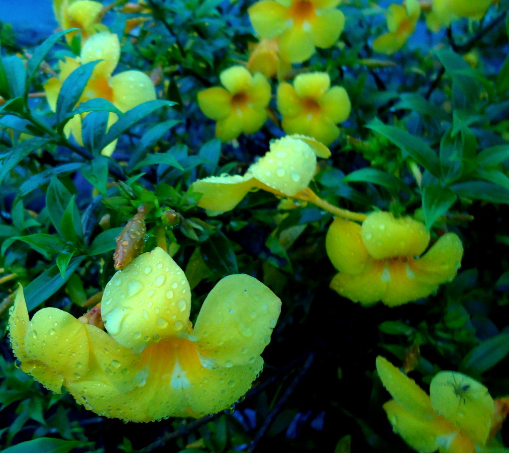 Yellow Bell Flower with lots f Diamonds P YOGESH UPRETI Flickr
