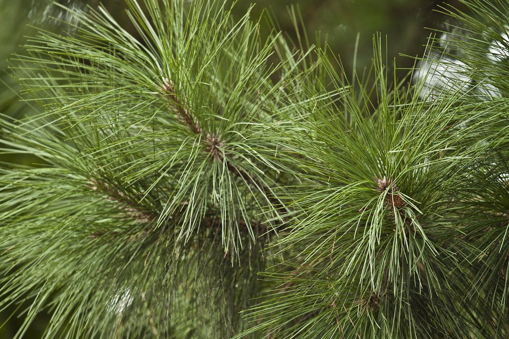 pine needles Anne Davis 773 Flickr