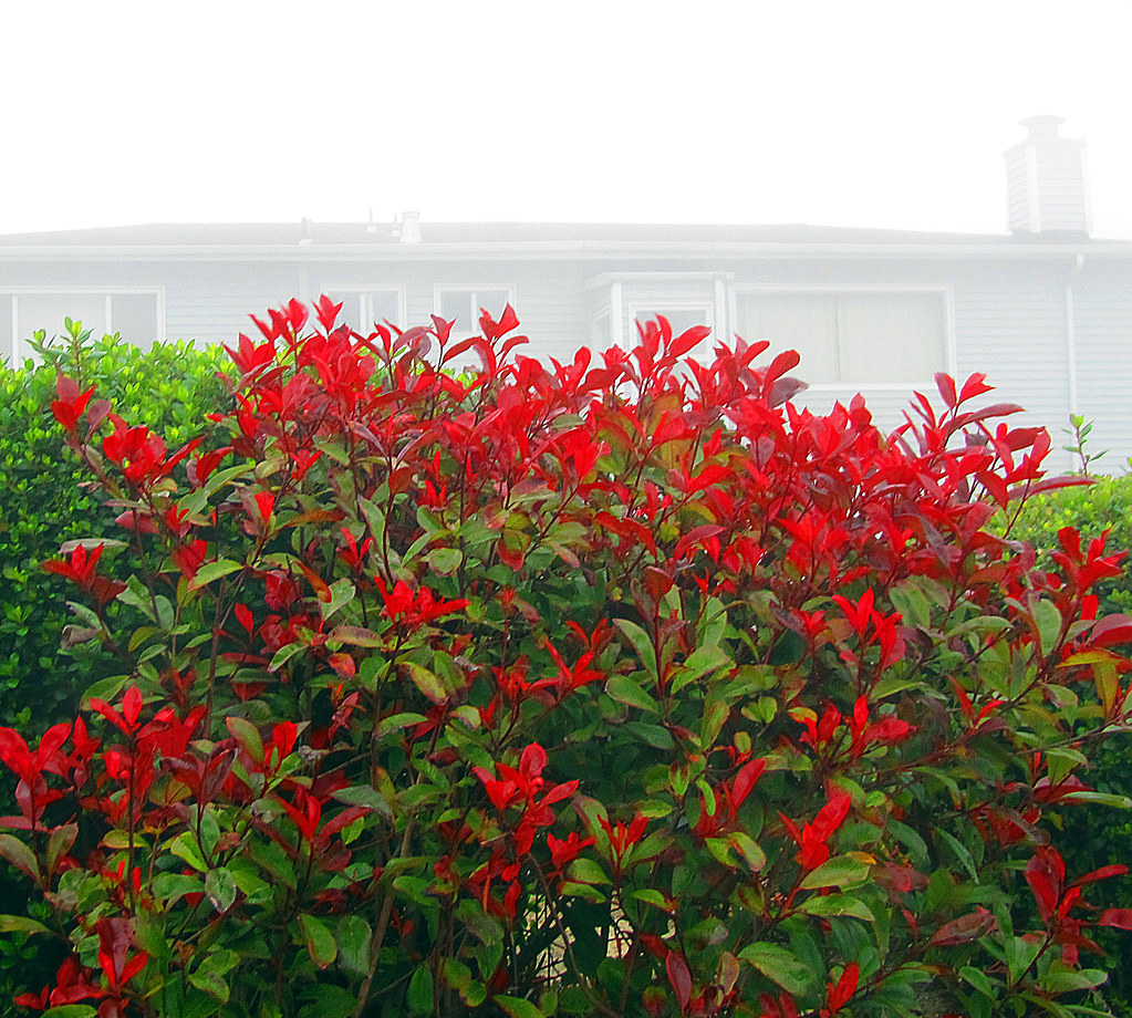 Vivid Flowers & Fog Daly City, CA 8.18.12 Daniel Flickr