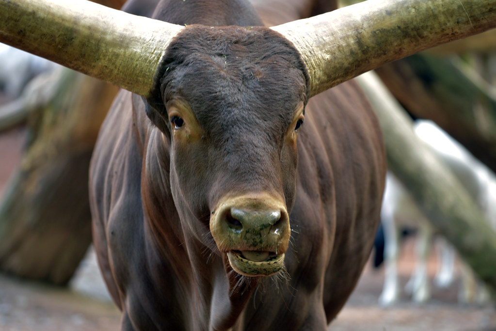 Watussi Rind Wiederkäuer Michael Döring Flickr