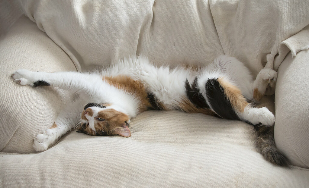 very relaxed cat One of the more laidback cats I've had..… liz