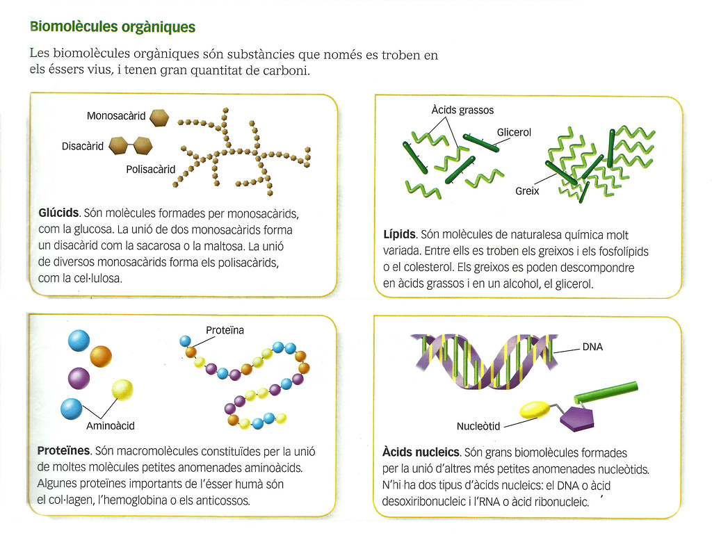 Les Biomolècules Orgàniques Profe Josema Flickr