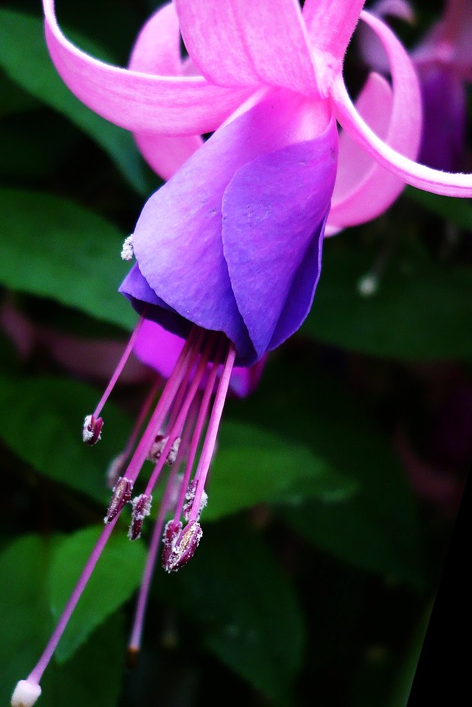 Ballettröckchen. Pink Ballerina. Fuchsia ver. 3, Fuchsie. … Flickr