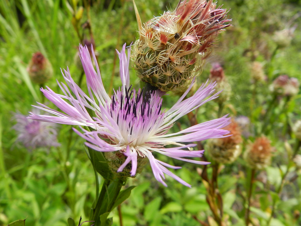 Centaurea americana the American basket flower Flickr