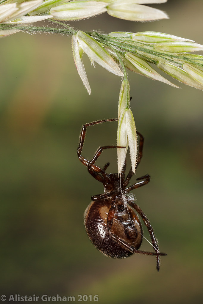Steatoda bipunctata False Widows (Rabbit Hutch Spider) Flickr