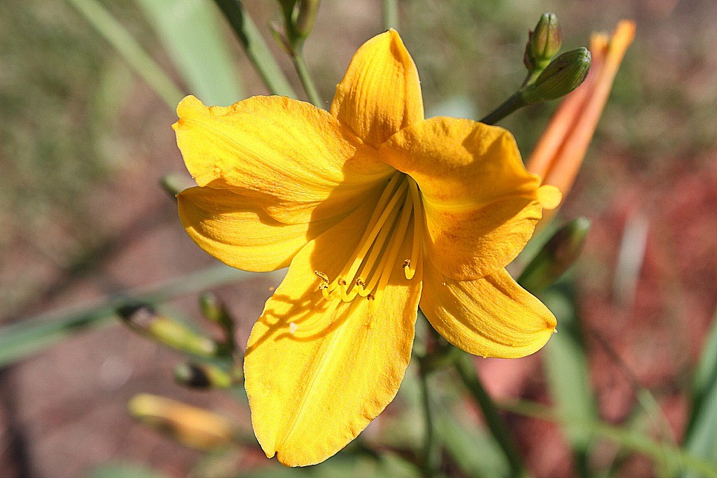 Golden Chimes Daylily In Backyard 003 Golden Chimes daylil… Flickr