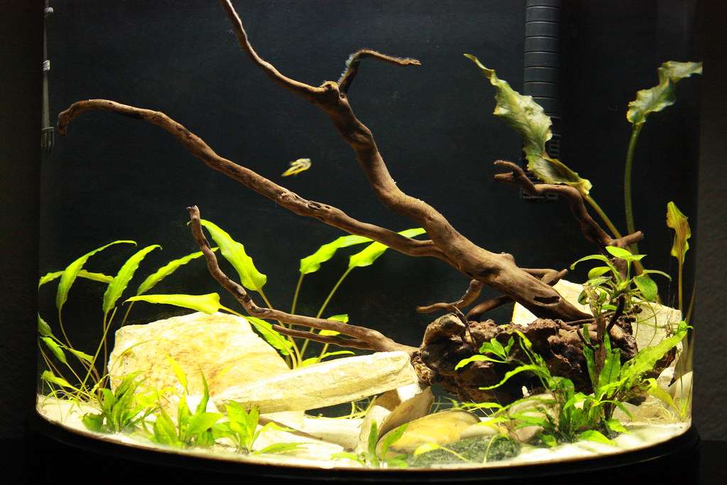 Marineland HalfMoon Indian Dwarf Puffer Tank 10 Gallon U… Flickr