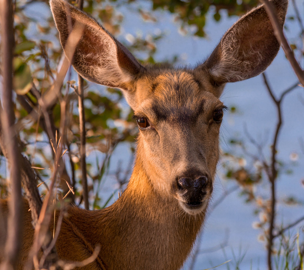 Mule Deer Mule Deer at the Inglewood Bird Sanctuary Heidi Schuyt Flickr