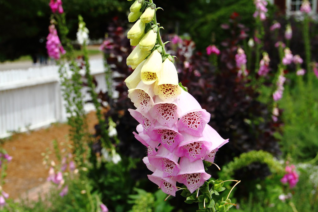 The flowers for the City of Williamsburg, Virginia! Flickr