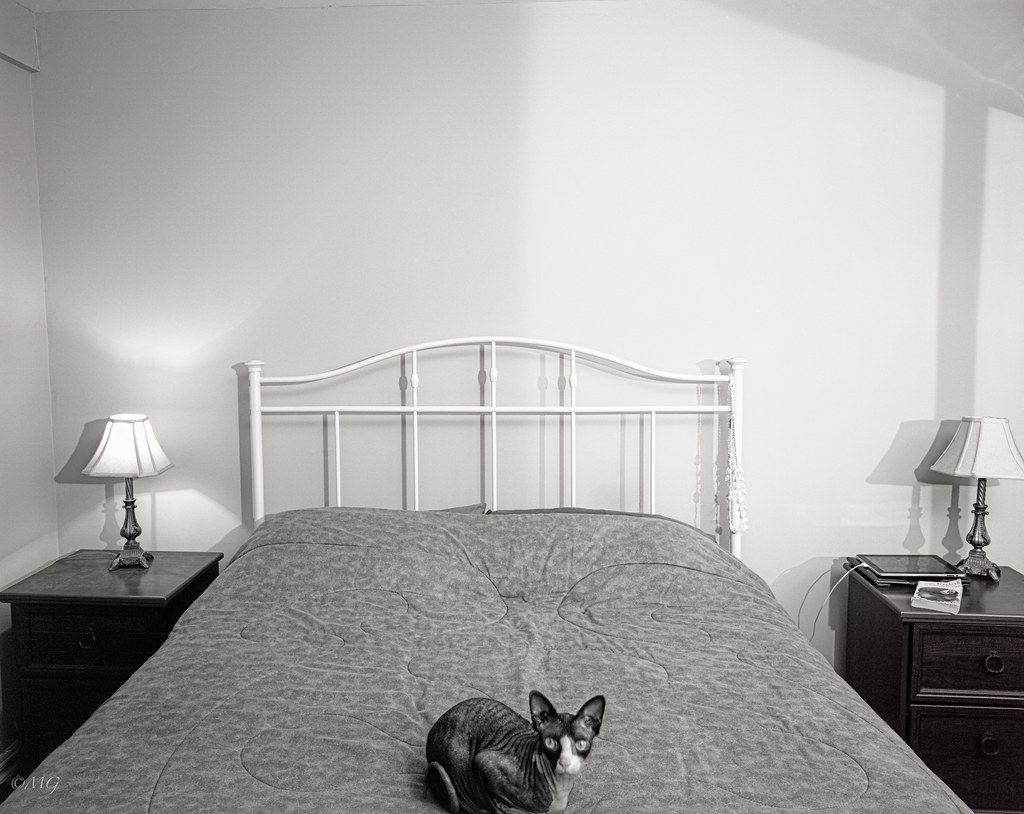 Elephant Cat Mon chat s'est glissé sur le lit à mon insu