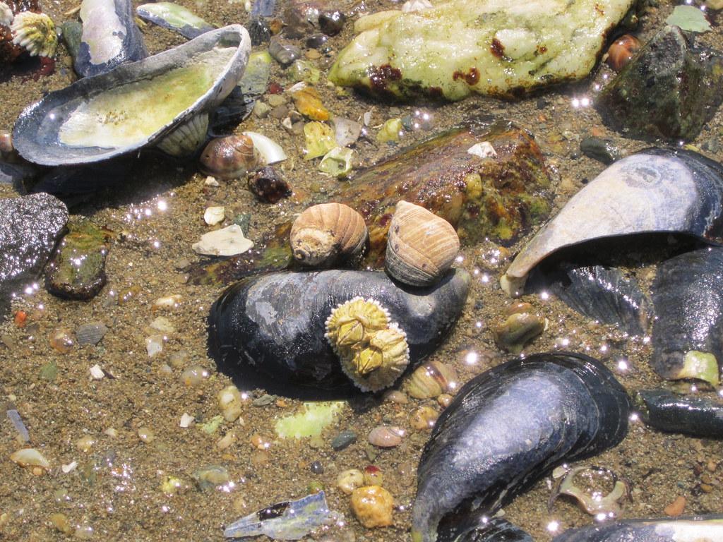 Snails and Mussel shells Sharon in MD Flickr