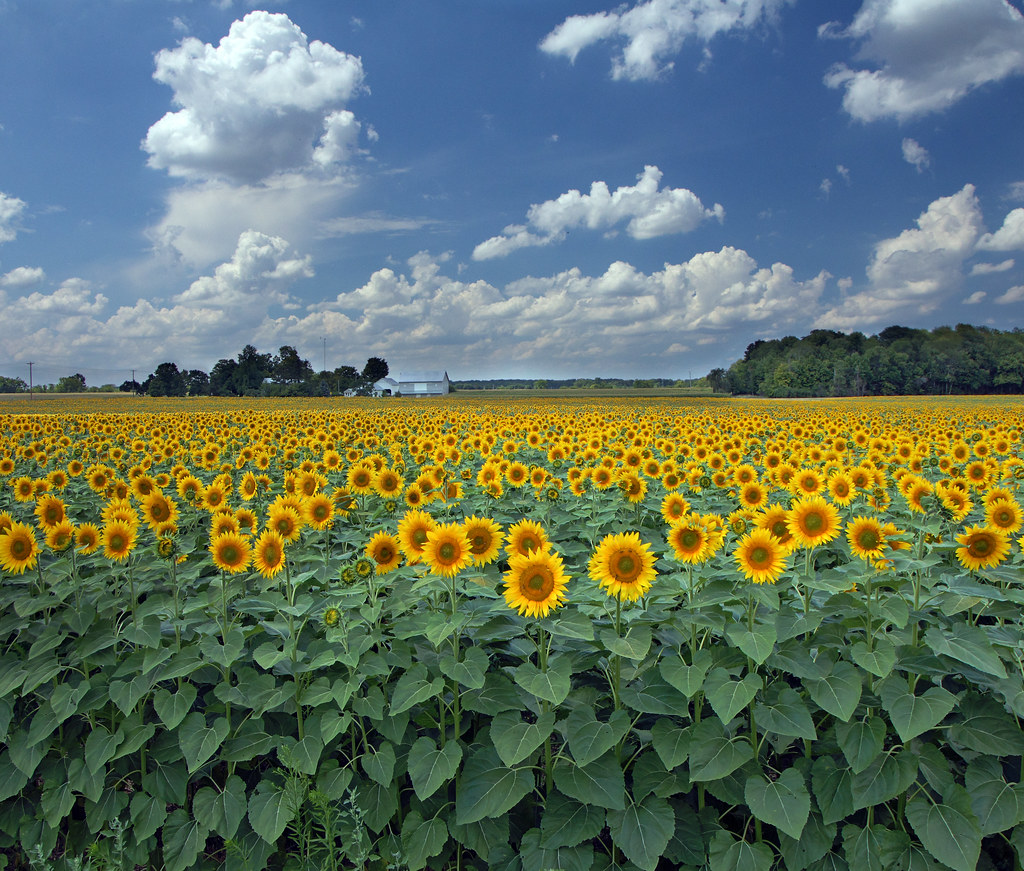 Sunflowers & More Sunflowers Out driving around rural Ohio… Flickr