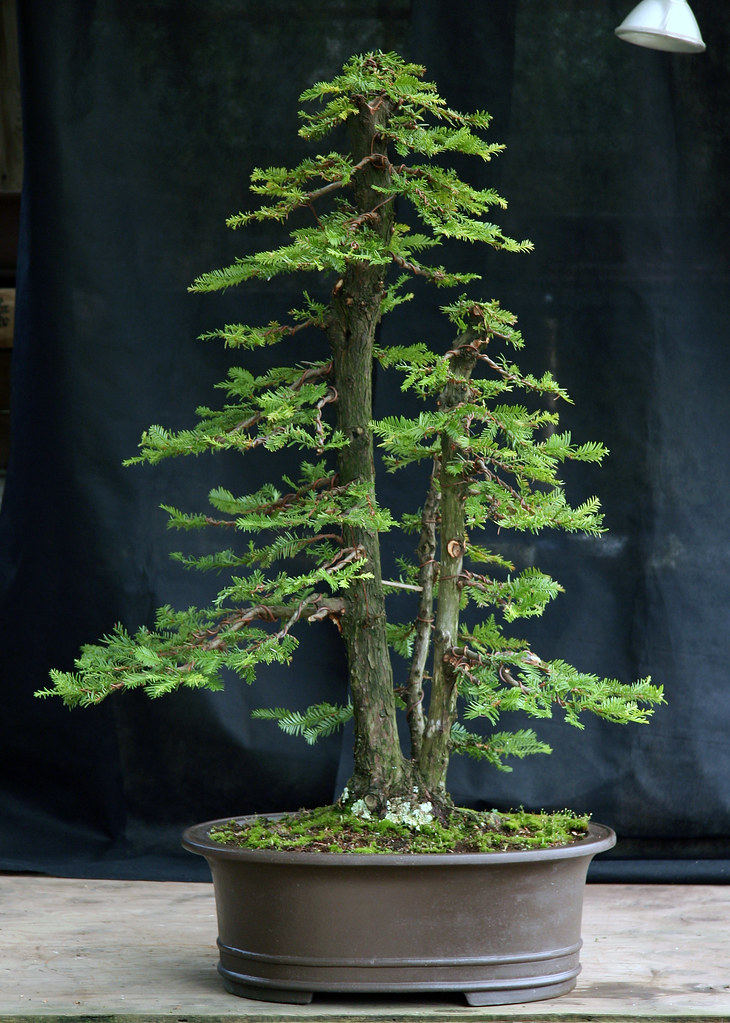 Coast redwood after 81612 This is a coast redwood bonsai… Flickr