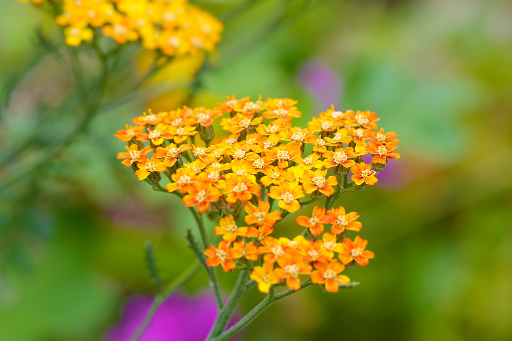 Orange Yellow Green Flowers from our garden Pablo Paiz Flickr