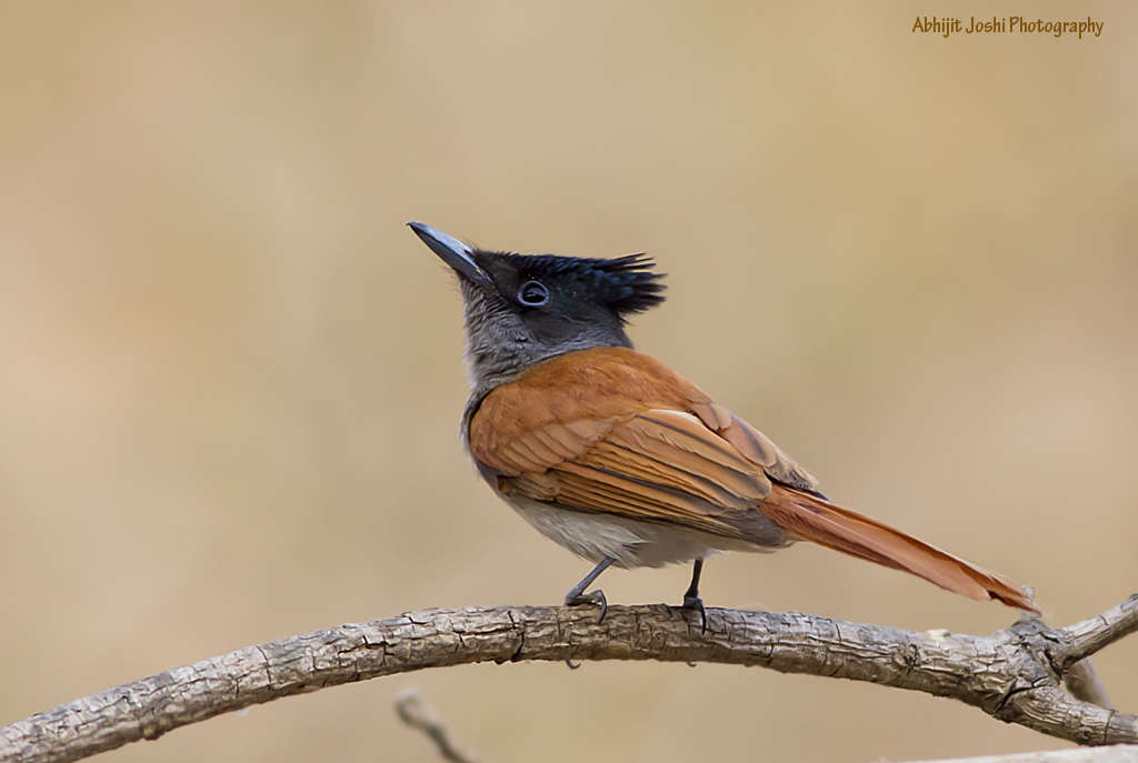 Birds of Pune & Maharashtra Flickr