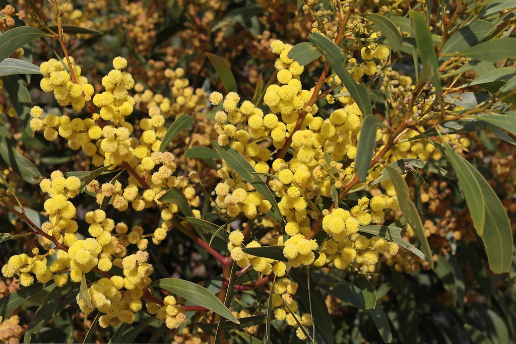 wattle blossom Barry Leadbeater Flickr