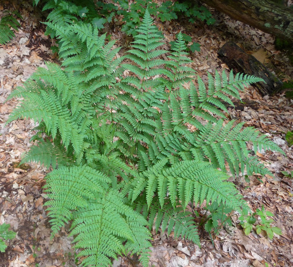 Michigan fern 72912. Along the path to Lake Michigan in … Flickr