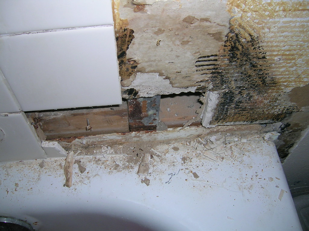 The Truth About Toxic Mold (and How to Get Rid of It) TJT Homes, LLC