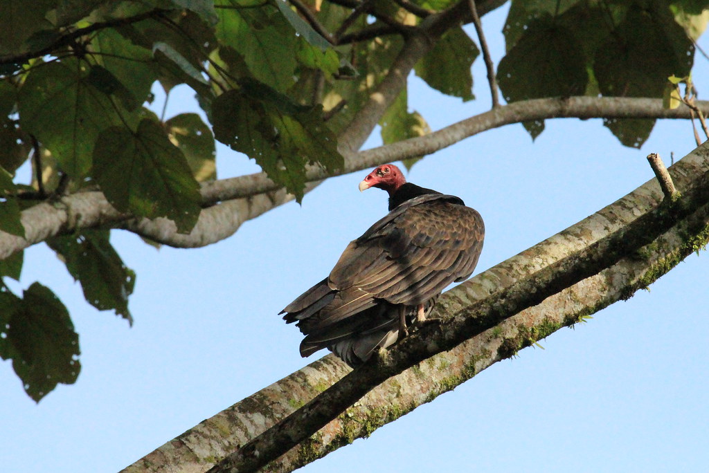 Turkey Vulture Arenal Costa Rica, August 2012 Skinnysox Flickr