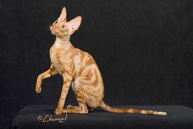 CFA Grand Champion Quails Nest Pumpkin Princess of Boska Flickr