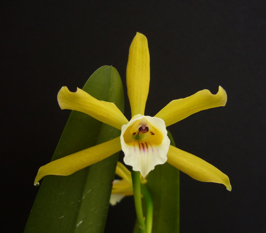 Cattleya xanthina 'Hasegawa' Gena Jogolev Flickr