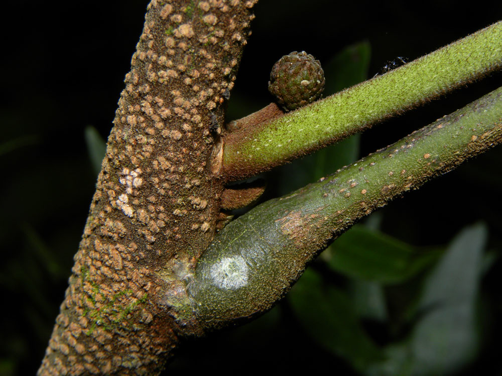 Cojoba sophorocarpa (Benth.) Britton & Rose Vascular Plant… Flickr