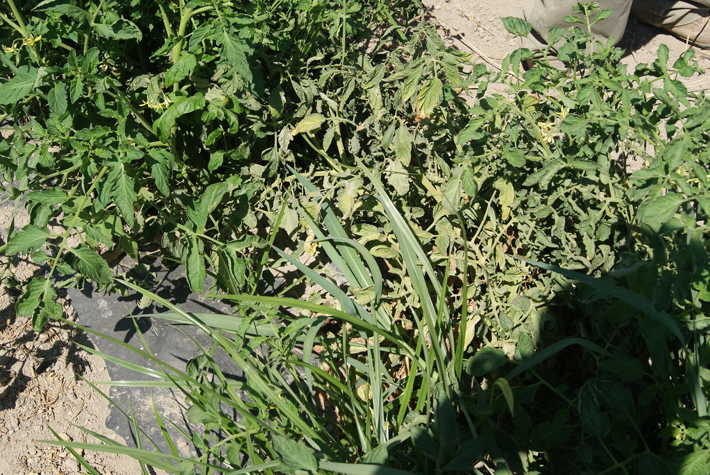 DSC09244 dead tomato plants from spray adreyna33 Flickr
