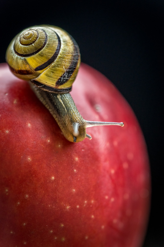 Apple & Snail 3 Ian Carroll Flickr