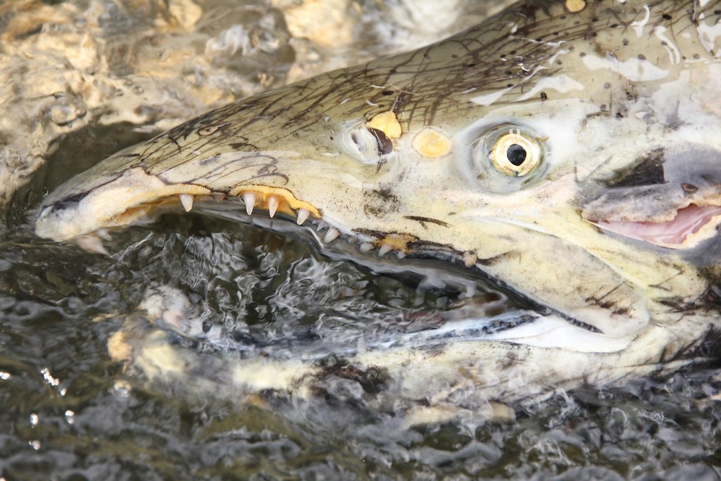 Elwha River Chinook Salmon at Danielle Rowlett blog
