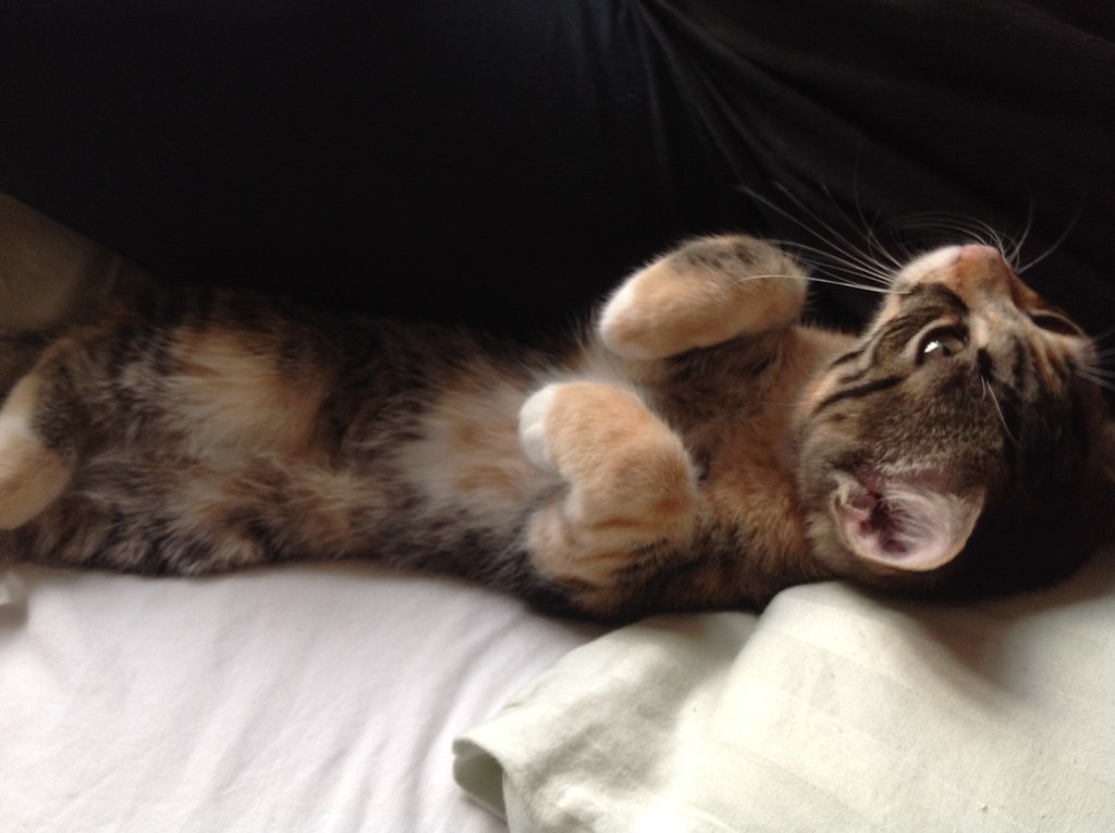 Nutmeg offerin' the belly (taken by Perry) denagrabinar Flickr