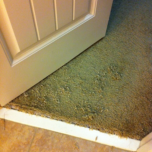 This is what happens when you accidentally lock your cat i… Flickr