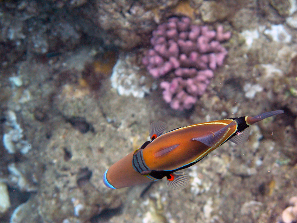 Humuhumunukunukuapua'a State fish of Hawaii Ryan Greenberg Flickr