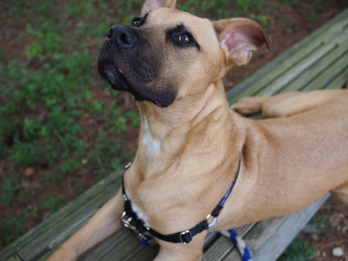Tanner TANNER is a handsome Great Dane/Mastiff mix who’s