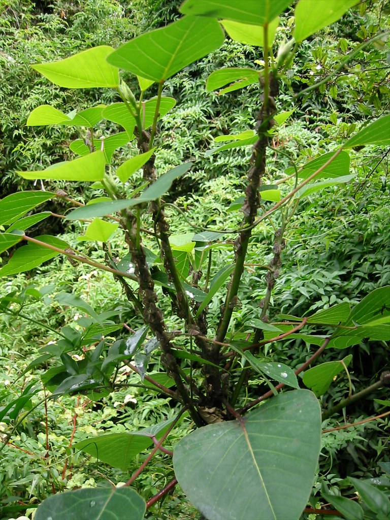 20020310_017 Passionvine hopper (Hemiptera) on a seedling … Flickr